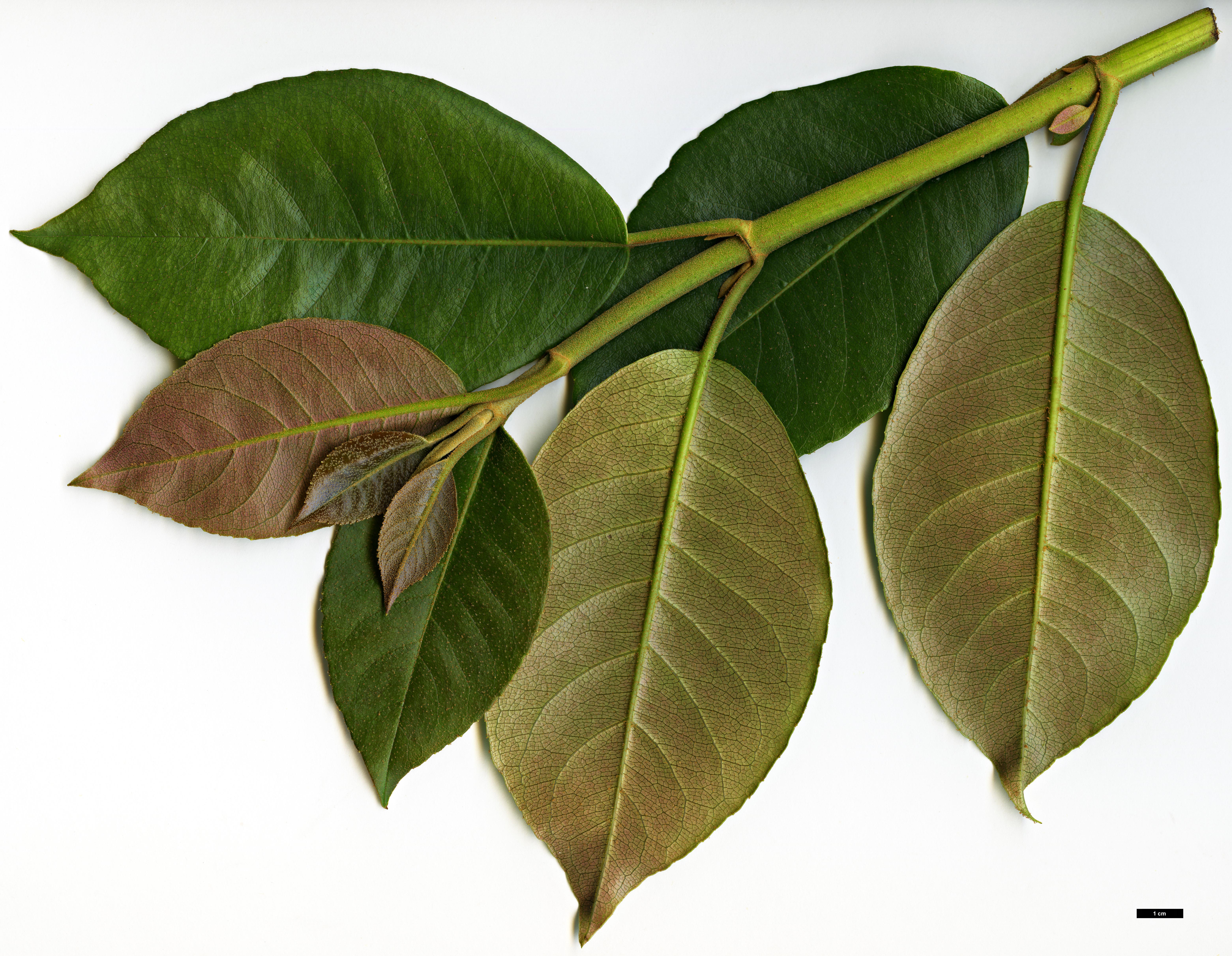 High resolution image: Family: Hydrangeaceae - Genus: Hydrangea - Taxon: peruviana × H.serratifolia 